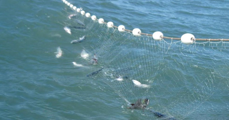 Fish caught in netting in the water